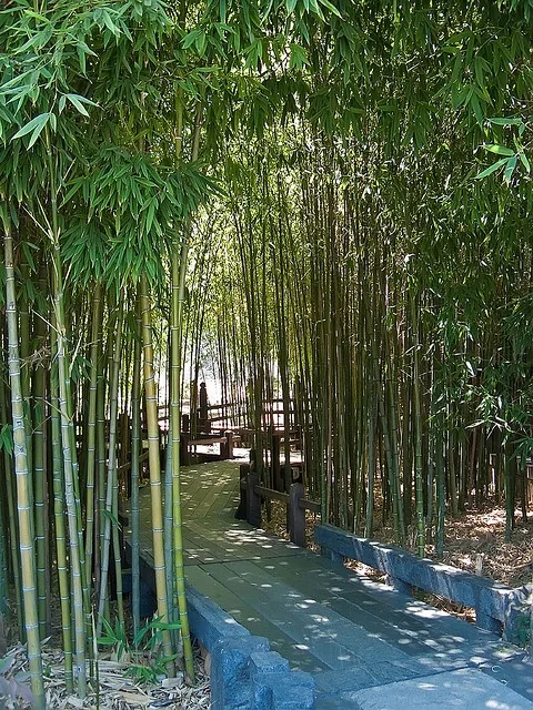 Bamboo Walk